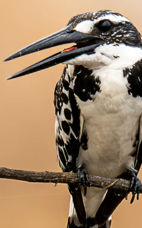 20250401-DSC_6142-Enhanced-NR 1