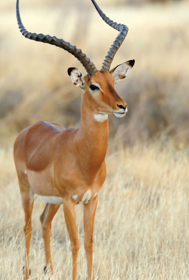 impala-savannah 3