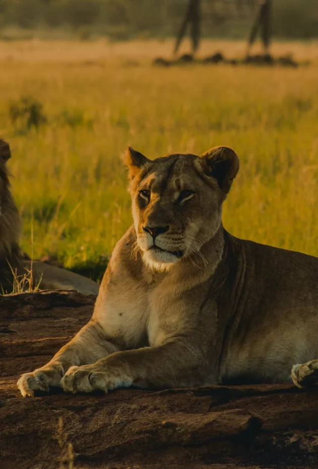 male-female-lions-laying-sand-resting 1