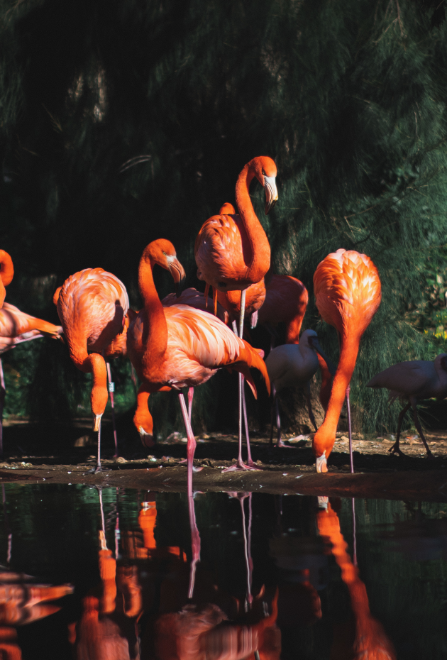 selective-focus-shot-flamingos-near-water-surrounded-by-trees 4